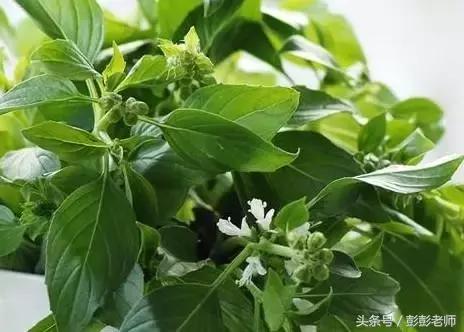 草药小金不换的图片功效与作用,哪地的草药金不换最有功效