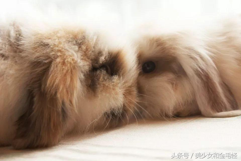 垂耳兔宠物兔造型,垂耳兔和猫猫兔哪个比较好养