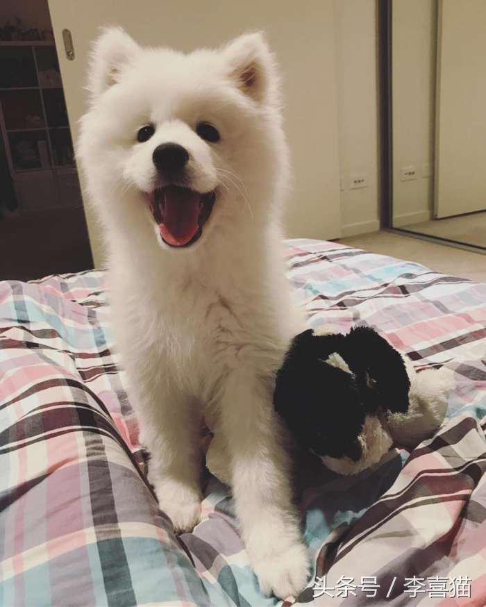 微笑天使萨摩耶，汪星人知名组合雪橇三傻中的一股清流！