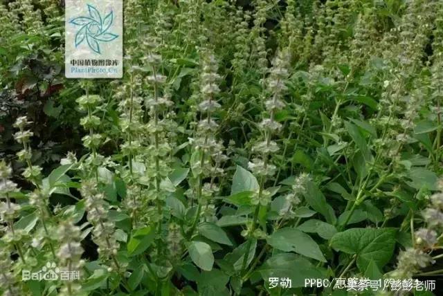 草药小金不换的图片功效与作用,哪地的草药金不换最有功效