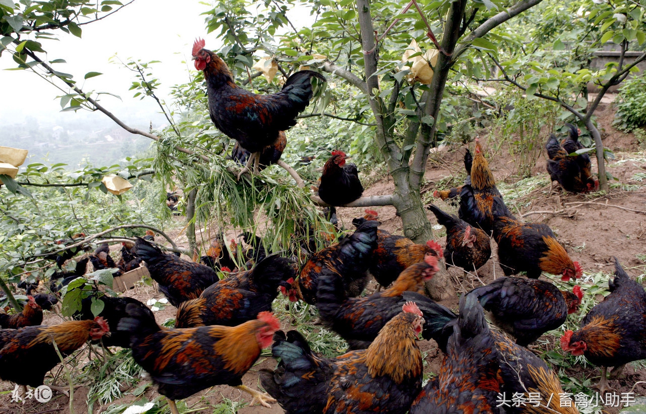 鸡出现啄肛不要慌，掌握这几点很受益