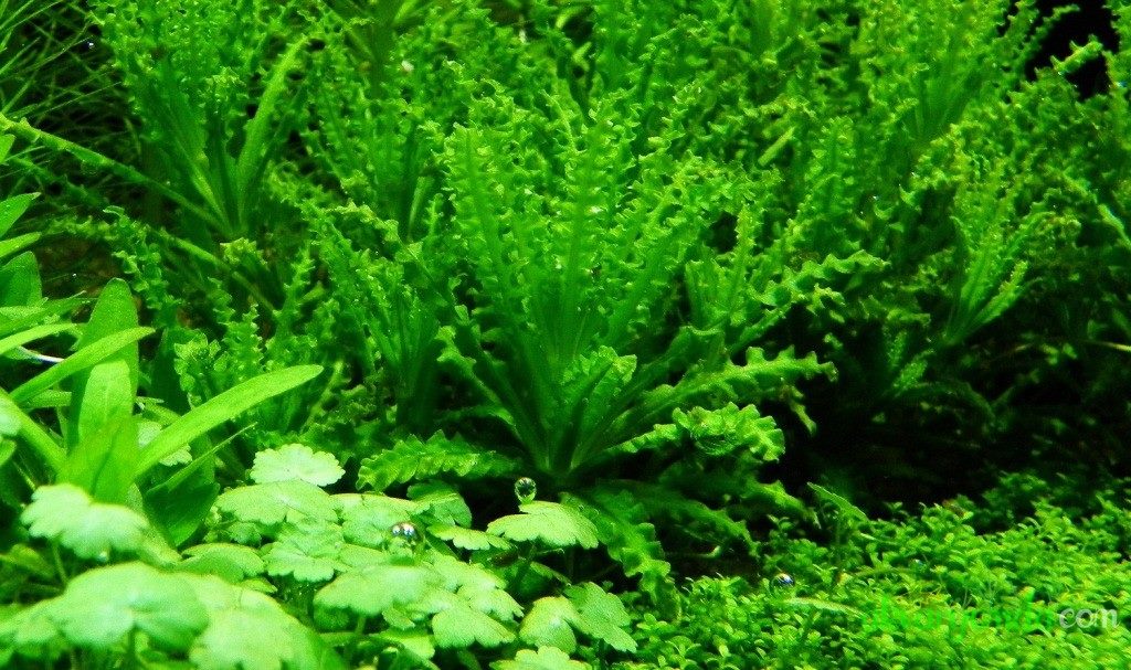 喷泉太阳草怎样种植,喷泉水草怎么养