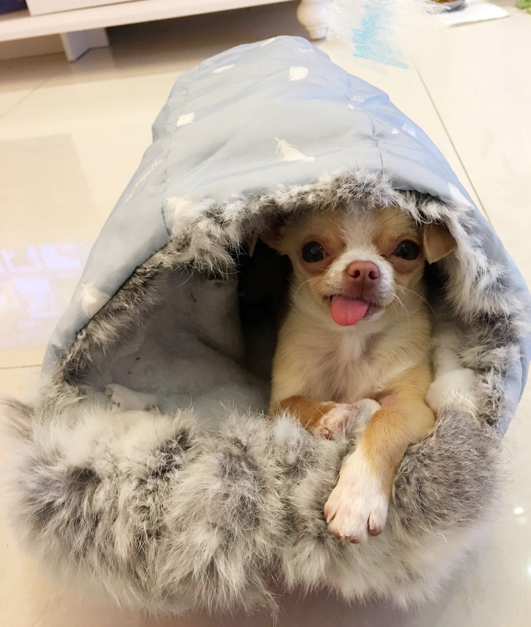 吉娃娃好养吗有哪些缺点,吉娃娃咬人不想养了