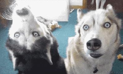 狗年财运最好的地方,狗年发财什么意思