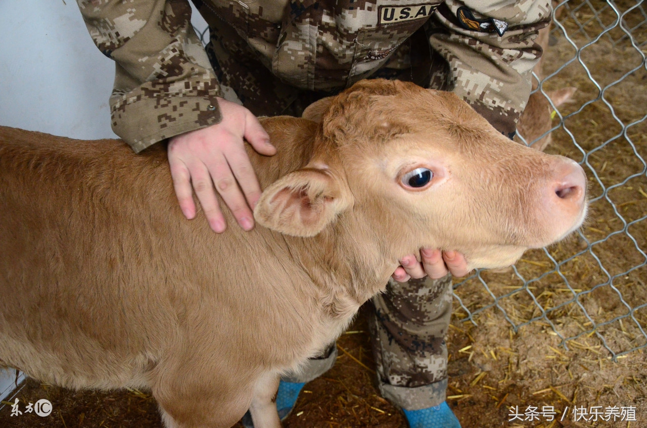 犊牛出生5天喘高烧不退,刚出生小牛犊得了五号病怎么治