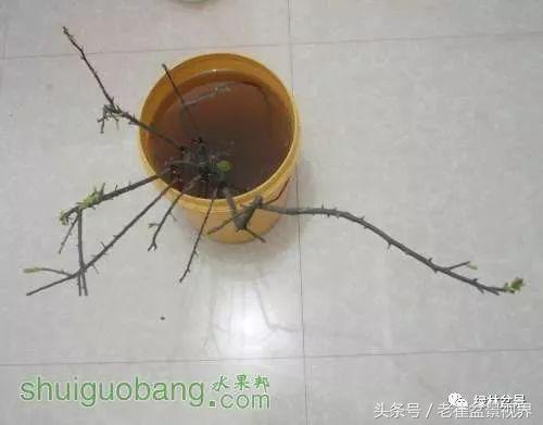 乌饭树做盆景教程,大叶乌饭树和小叶乌饭树都开花吗