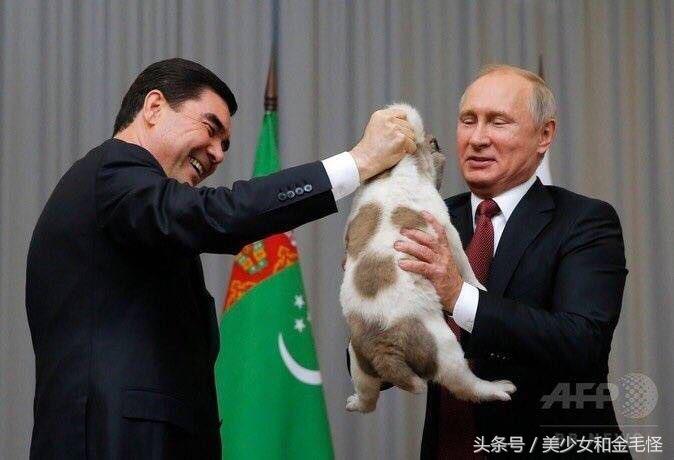 普京的中亚牧羊犬,普京的中亚牧羊犬多大了