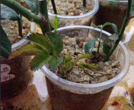 月季扦插时遇到假活怎么处理,月季扦插假活