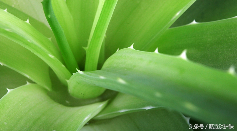 芦荟胶去角质神器,神奇芦荟胶