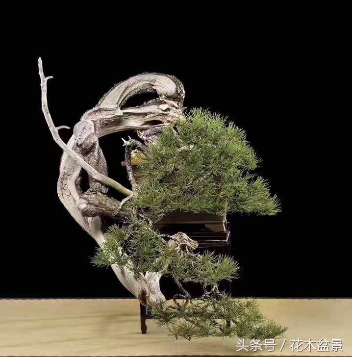 树桩断枝,树桩盆景断了怎么办