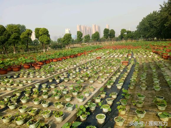 小型碗莲从种植到开花,碗莲养护基地在哪里