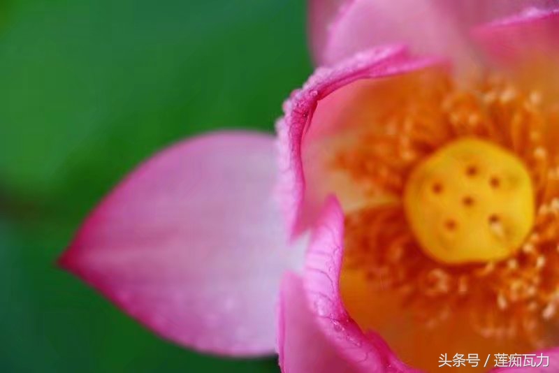 碗莲怎么养殖的方法和技巧图解,碗莲怎么养殖的方法和技巧图片