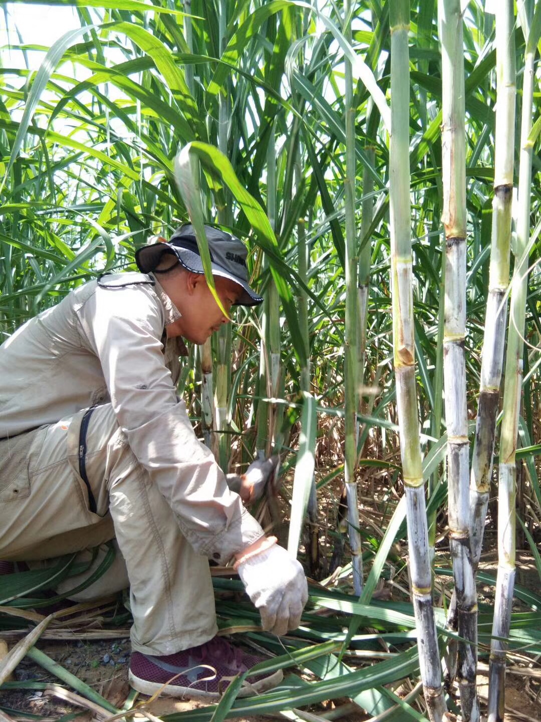 广西农村土制红糖,广西农业种植红糖