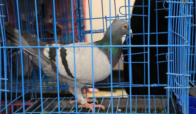 鸽友有点落翅怎么办,鸽群来天落鸽会有什么表现