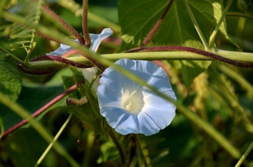 外甥娶媳妇应该叫舅舅什么,舅舅娶了堂姐女儿辈分怎么叫