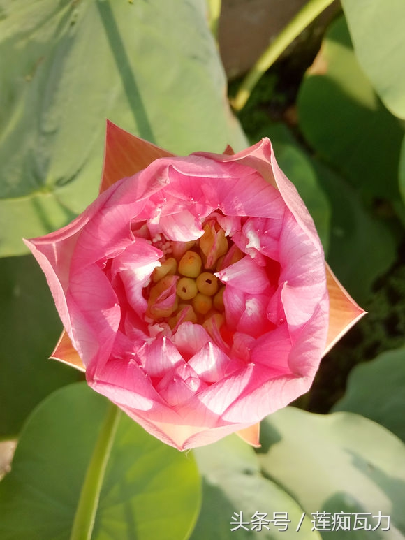 小型碗莲从种植到开花,碗莲养护基地在哪里