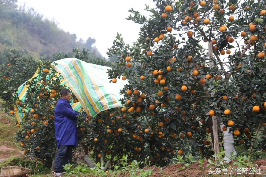 柑橘防寒防冻最佳方法,柑橘冻害防御措施图解