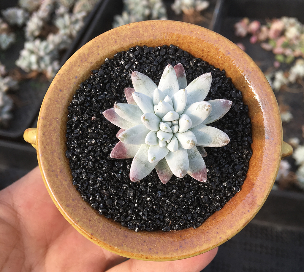 多肉拇指仙女杯适合用什么样的土,秋天多肉仙女杯怕淋雨吗