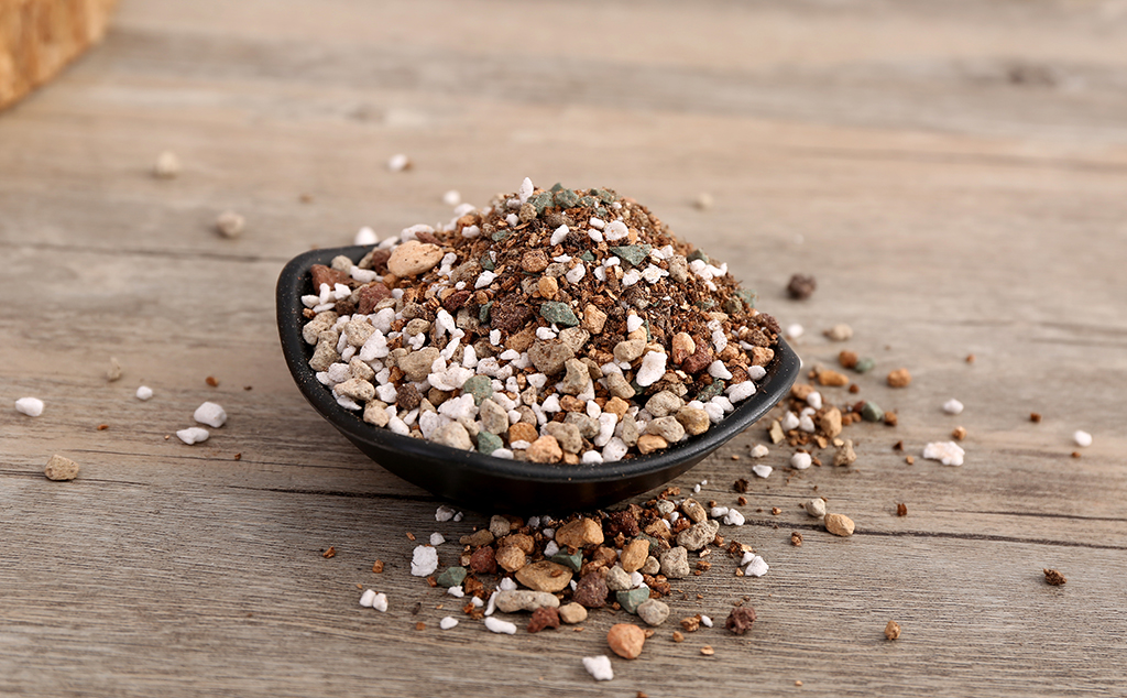 多肉爱杜丽丝仙女杯养护,雪山仙女杯多肉怎么繁殖