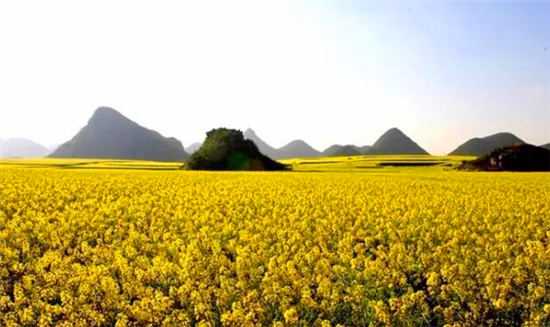 落地自驾云贵黄果树瀑布罗平油菜花元阳梯田西双版纳11日游