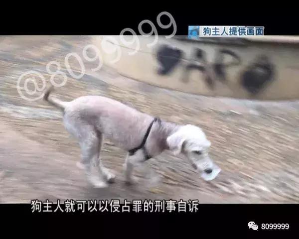 捡到狗不承认不归还犯法吗,捡到名贵犬只抱回家违法吗