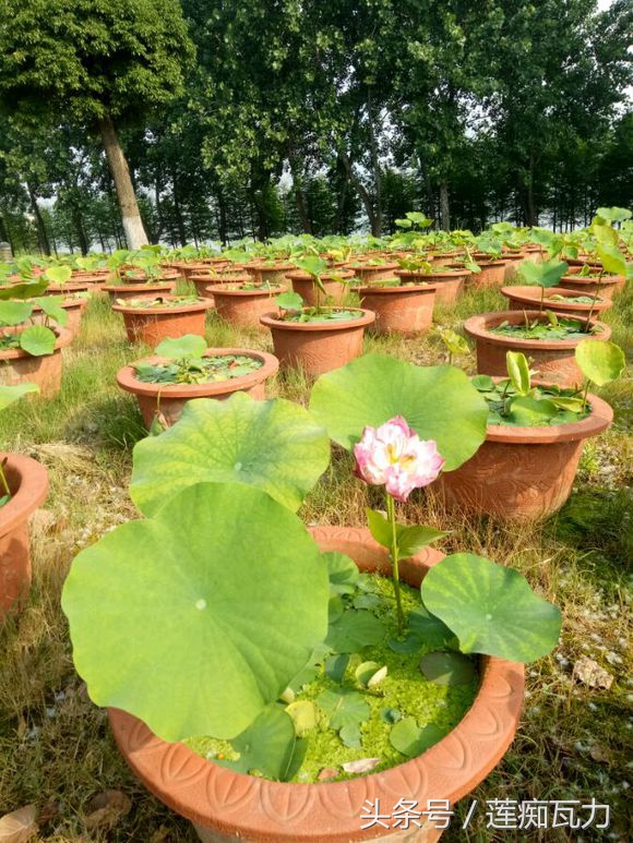 小型碗莲从种植到开花,碗莲养护基地在哪里