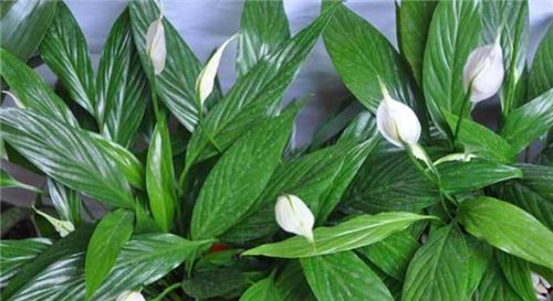 白掌盆栽一帆风顺黄叶了咋办,白掌一帆风顺养殖方法和注意事项