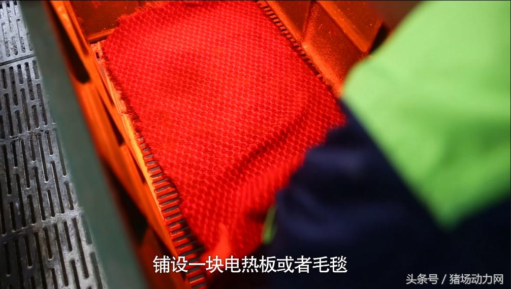 大雪降温天气猪舍管理注意事项,冬季如何给猪仔保暖