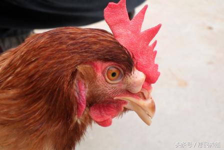 鸡痘用什么药防治,养鸡如何处理鸡痘