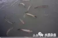 龙鱼入门百科图片,新手养龙鱼入门红龙