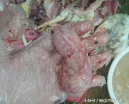 养鸡对肠道好吗,养鸡最好的肠道药