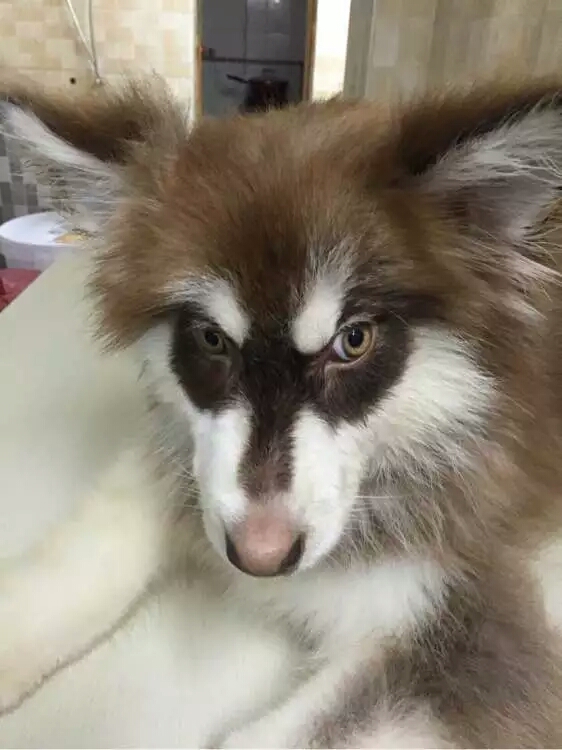 阿拉斯加幼犬被抛弃,阿拉斯加狗狗被救治了