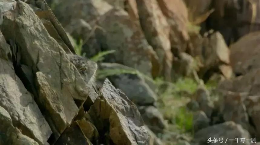 我打赌，这部「三级片」让你从此走上喵生巅峰！