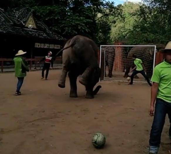 大象跟主人,大象踢足球小象