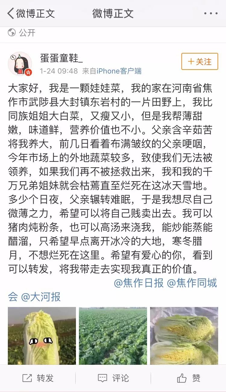 美菜在行动|60万斤娃娃菜严重滞销,美菜奔赴焦作驰援!