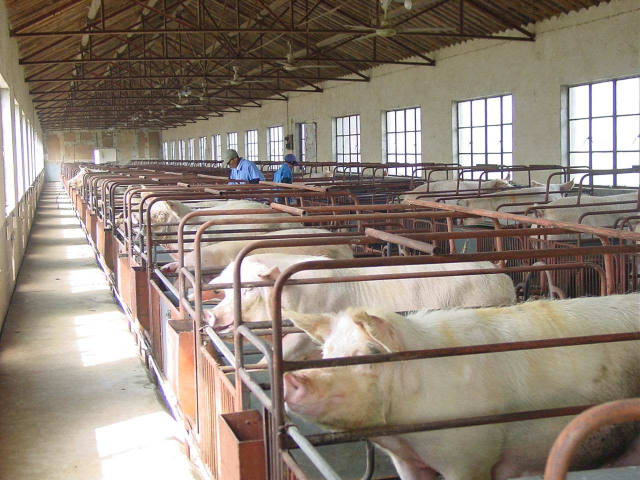 猪发生口蹄疫怎么防治,猪口蹄疫症状如何预防