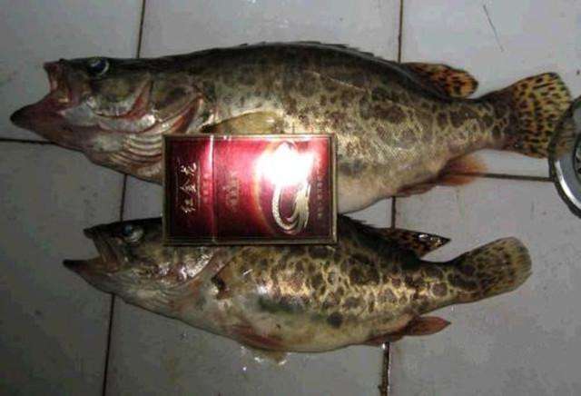 分享4款自制饵料配方,分享几款简单实用的自制鱼饵