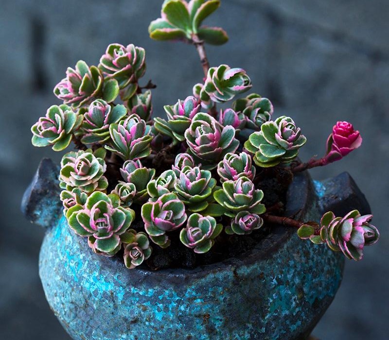 有钱买不到!这才是真正的多肉老桩