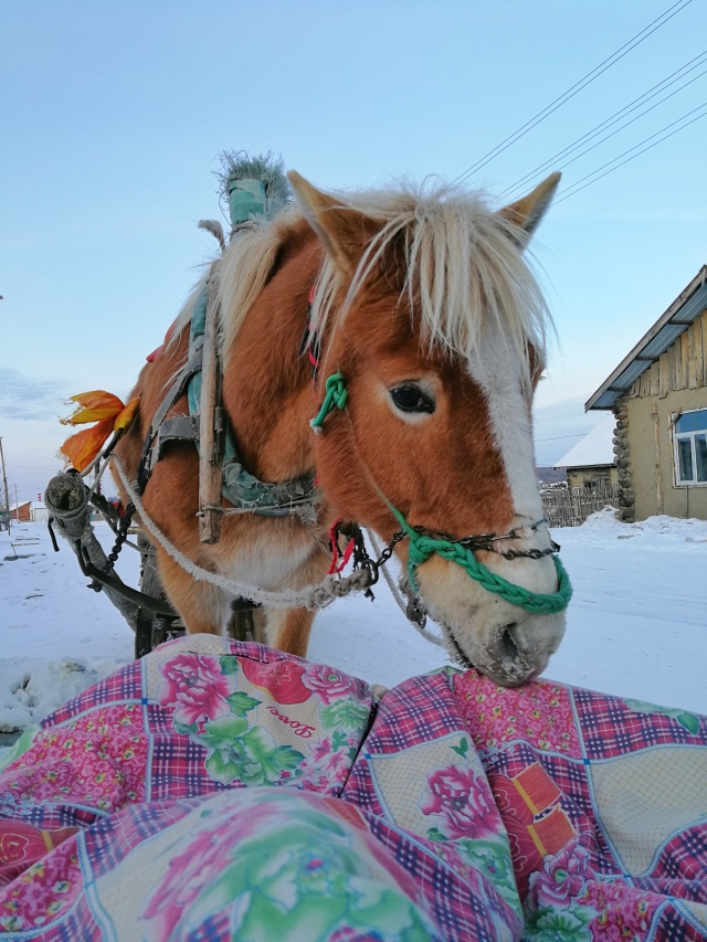 「新年目的地推荐一」金鸡之巅，边境梦雪，一路向北