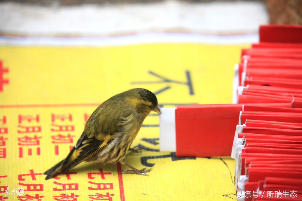 算卦先生看相怎么说,看相算卦诀窍有哪些