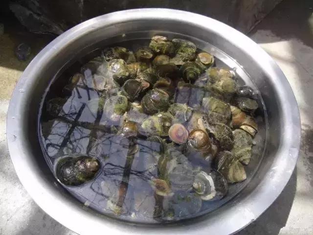 农村乡下水里的这些野货，你小时候有没有捉过？觉得好吃吗？