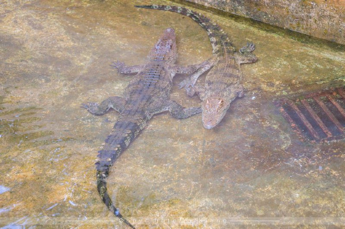 浪漫三亚视频,碧海蓝天椰风海韵浪漫三亚