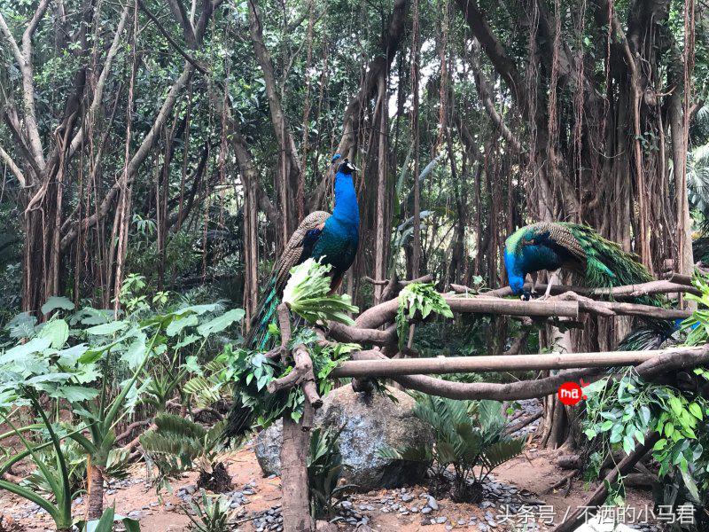 长隆野生动物园3天2晚亲子游,广州长隆野生动物园亲子游攻略