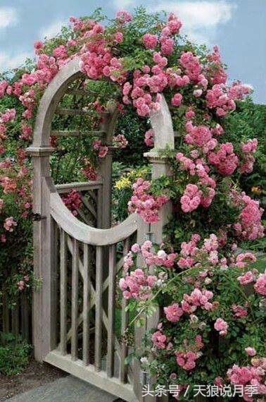 我遇到人生最大的坎坷我该怎么办,种花遇到的问题