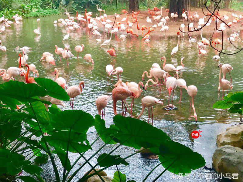 长隆野生动物园3天2晚亲子游,广州长隆野生动物园亲子游攻略