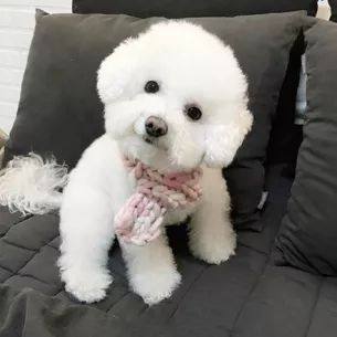 比熊犬视频大全集,比熊犬第三针怎么打