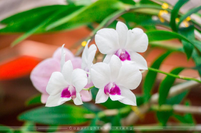 浪漫三亚视频,碧海蓝天椰风海韵浪漫三亚