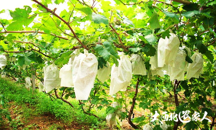 葡萄园管理方法视频,葡萄园套袋手法