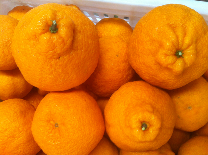 鏄ヨ鍜屾槑鏃ヨ鍜屾矁鏌戝摢涓洿濂藉悆,鏌戞鍥涘ぇ缇庝汉