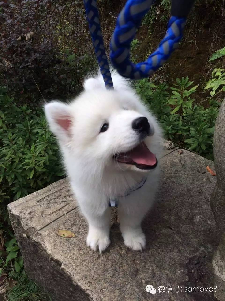 关于萨摩耶可爱的照片,萨摩耶有胎毛吗